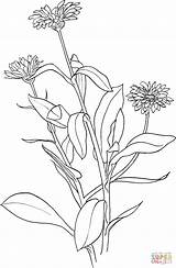 Coloring Marigold Pages Flower Drawing Printable Supercoloring Marigolds Template Para Calendula Colorear Valley Spain Stamps Snapdragon Drawings Color Simple Flag sketch template