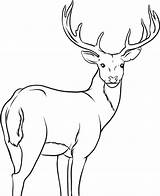 Coloring Pages Deer Tailed Print Popular sketch template