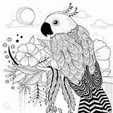 Papagei Mandala Loros Loro Kleurplaat Papegaai Parrot Mandalas Nicaragua Illustration Hermoso Mewarn15 Gezeichnet Ausmalbilder Aves sketch template