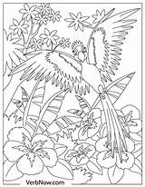 Parrot Parrots sketch template