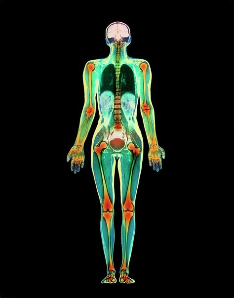 female human body parts human female internal organs anatomy