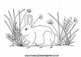 Rabbit Colouring Field Coloring sketch template