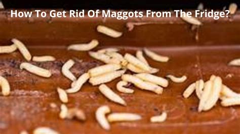 rid  maggots   fridge kitchen buds