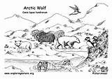 Arctic Wolf Coloring Habitat Popular sketch template