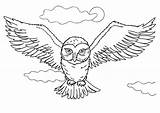 Coloring Buho Volando Hedwig Guardians Pajaritos Legend Hoole Owls Lechuza Coruja Buhos Búhos Corujas Vuelo Snowy Bagoly sketch template
