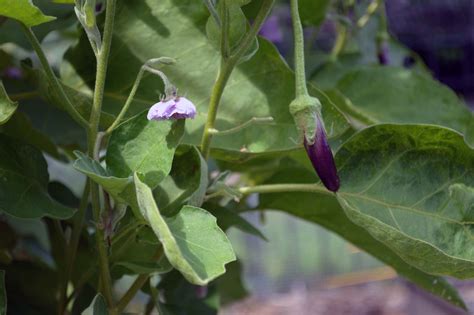 successfully grow eggplant   home garden gardeningjoy