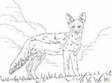 Jackal Sciacallo Chacal Ausmalbilder Animal Supercoloring Schakal Ausmalbild Målarbilder Ausdrucken Printmania sketch template