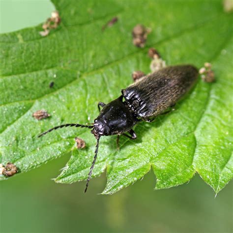 beetle mania earthstar