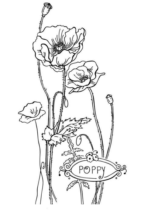 printable flower coloring pages  kids  coloring pages  kids poppy coloring