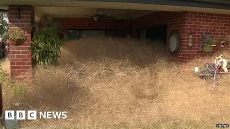 hairy panic tumbleweed invades australia town bbc news