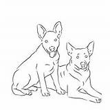 Dog Cattle Coloring Pages Heeler Blue Australian Pet Natural Template sketch template
