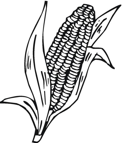colorwithfuncom corn  coloring page pictures clipartsco