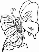 Schmetterling Ausmalbilder Coloringhome Ausmalbild Q1 Malvorlagen sketch template