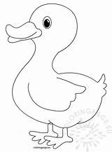 Duck Outline Clipart Coloring Reddit Email Twitter sketch template