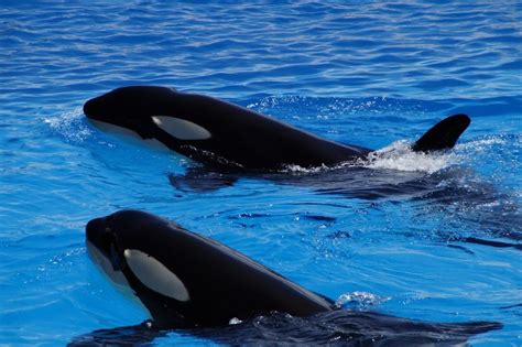 Researchers Train Orca Whale To Mimic Human Speech