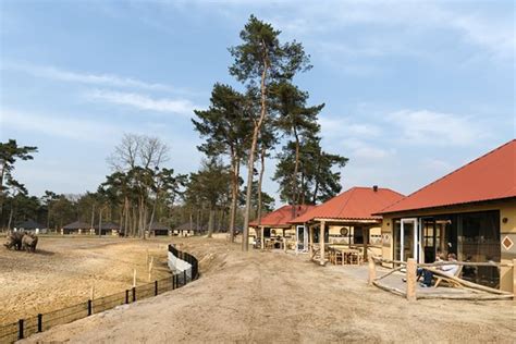 safari resort beekse bergen updated  prices lodge reviews hilvarenbeek north brabant