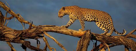 leopard laes om udseende udbredelse og levevis lexdk