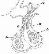 Endocrine Glands sketch template