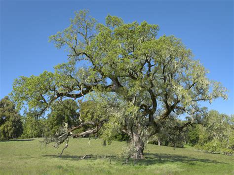 valley oak  spring monterey county california main exhibit
