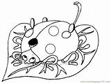 Ladybug Buburuza Colorat Bug Grouchy Planse Copilul Frunza Ladybugs Desene Animate Femei Cai Futute Fata Animale Coloringhome Educatie Alte sketch template