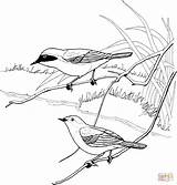 Coloring Drawing Cardinal Common Yellowthroat Red Bird Shrike Warbler Vector Pages Printable Redpoll Drawings Clipart Getdrawings Silhouettes Supercoloring Categories 480px sketch template