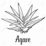 Agave Clipart Vector Cactus Plant Illustration Clipground Designlooter Ingredient Drawn Hand Background Blue sketch template