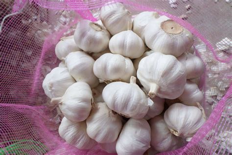normal white garlic kwb wittenburg bv