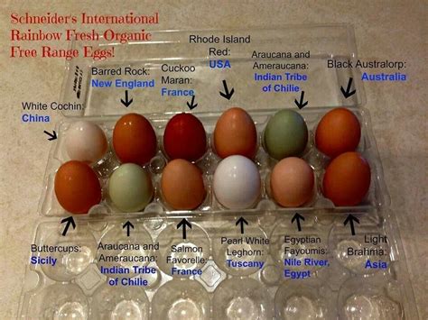 A Rainbow Of Eggs Black Australorp Hens And Chicks