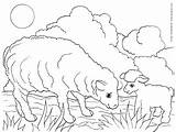 Sheep Coloring Pages Lamb Their Animals Printable Print Babies Colouring Color Farm Kids Animal Kinderart Book Pdf Size sketch template