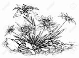 Edelweiss Drawing Etch Het Etst Illustration Stock Getdrawings Preview sketch template