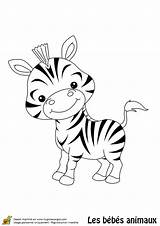 Zebra Disegni Bambini Savane Algues Colorare Coloriages Jungle Zebre Simpatici Semplici sketch template