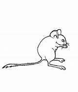 Coloring Mouse Pages Worksheet Gray Sheet Tikus Rodents Gris Book Printable Kids Grise Souris Est La Seuss Dr Mm Ratón sketch template