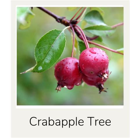 identify  crabapple tree key features    rennie