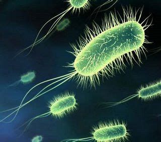 bacteria  smartest organism organism   planet biology botany science pinterest