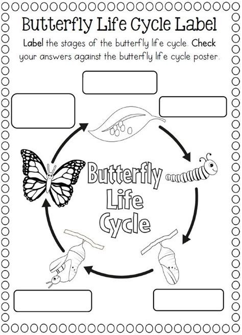 life cycle   butterfly coloring page sample template