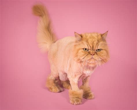 photographer takes adorable   torontos fat cats