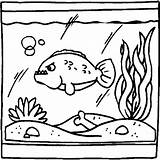Aquarium Coloring Library Clipart Pages sketch template