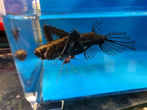 african butterfly fish  sale exotic fish shop