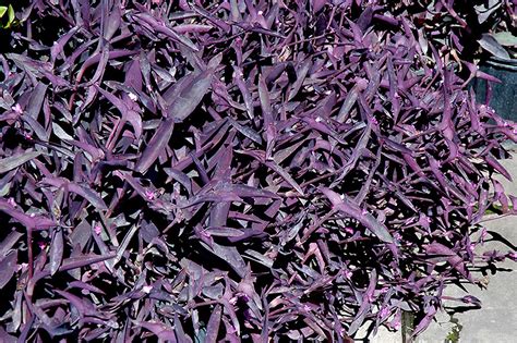 purple queen setcreasea pallida purple queen  shreveport bossier