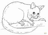 Possum Coloring Drawing Draw Pages Drawings Brushtail Common Step Opossum Line Printable Australian Magic Color Cartoon Easy Kids Sketch Supercoloring sketch template