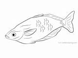 Coloring Pages Outline Rainbow Fish Drawing Kids Printable sketch template