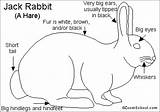 Jack Mammals Hare Hares Desert Enchantedlearning Jackrabbit sketch template