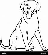 Hund Labrador Retriever Cartoon sketch template