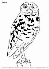 Owl Burrowing Drawing Draw Step Animals Necessary Improvements Finish Make Tutorials Birds Drawingtutorials101 sketch template