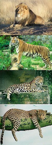 Panthera New World Encyclopedia