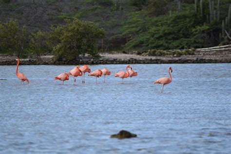 flamingos  st willibrordus curacao willemstad strand places ive  stuff