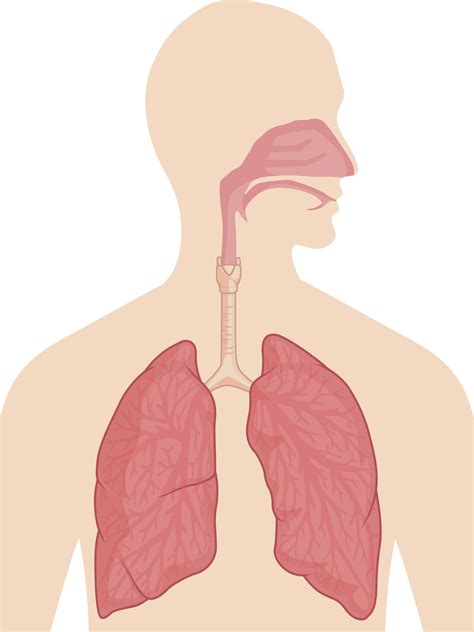 organs   respiratory system   functioning bodytomy