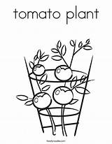 Coloring Plant Tomato Popular sketch template