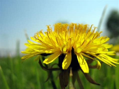 get baked dandelions more than just a weed autostraddle
