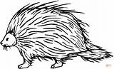 Porcupine Coloring Pages Printable Clipart Clip Cliparts Sheets Library Animal Kids Supercoloring North American Categories Color Template sketch template